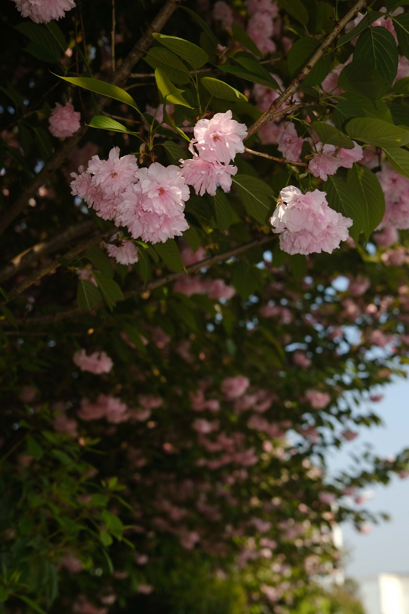學(xué)校的櫻花開了，你，不來(lái)看看嗎？